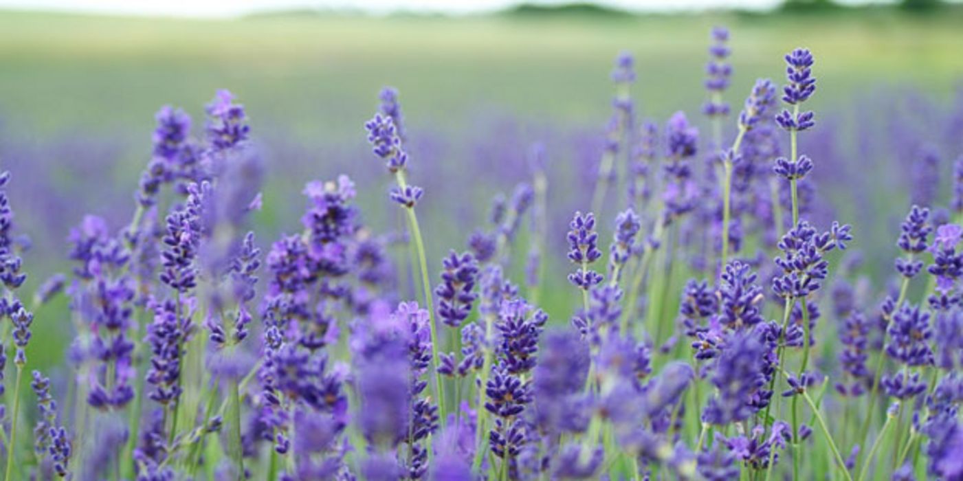 Lavendel-Duft sorgt für Entspannung.