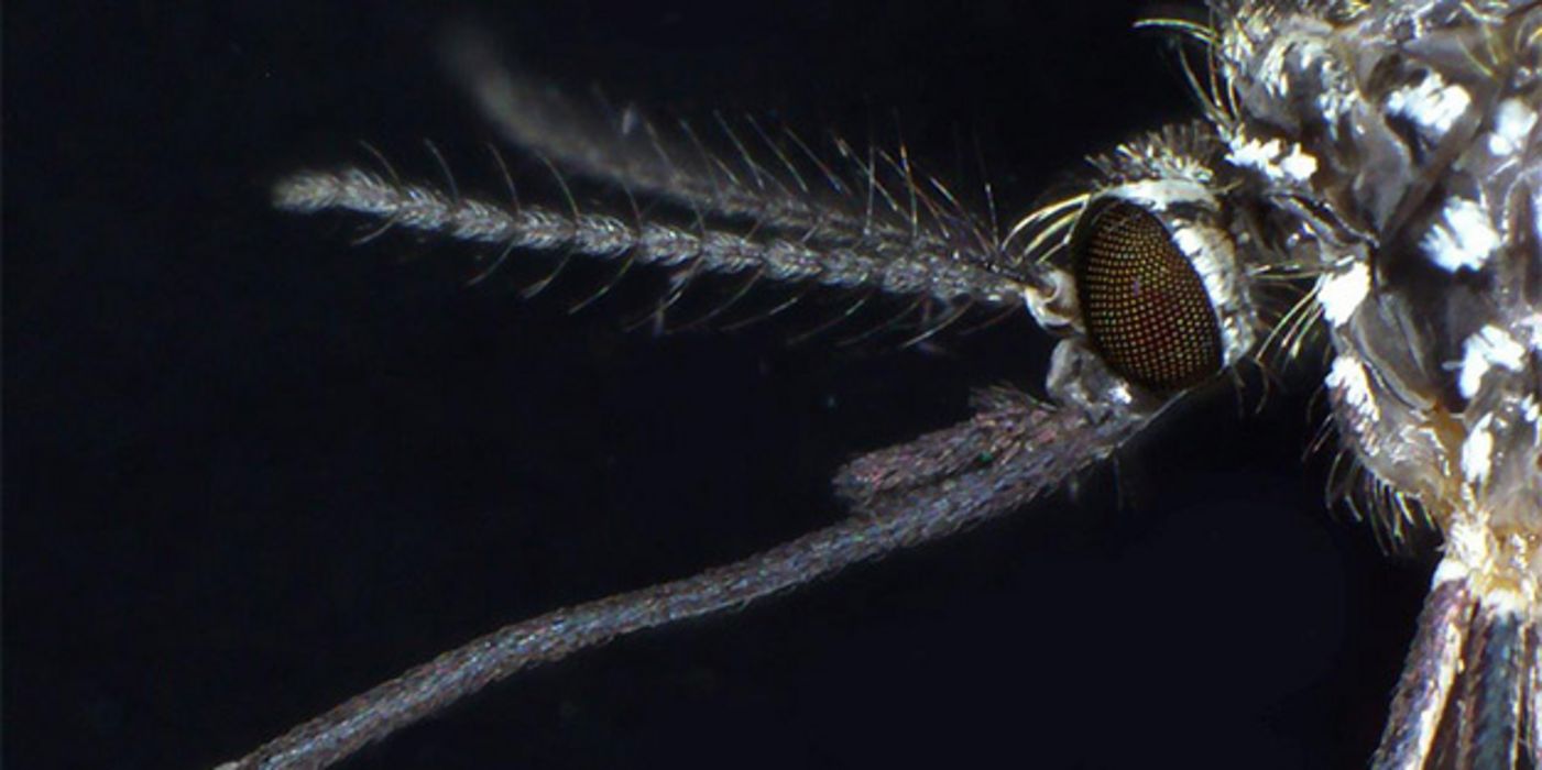 Kopf und Fühler Asiatische Buschmücke Makroaufnahme