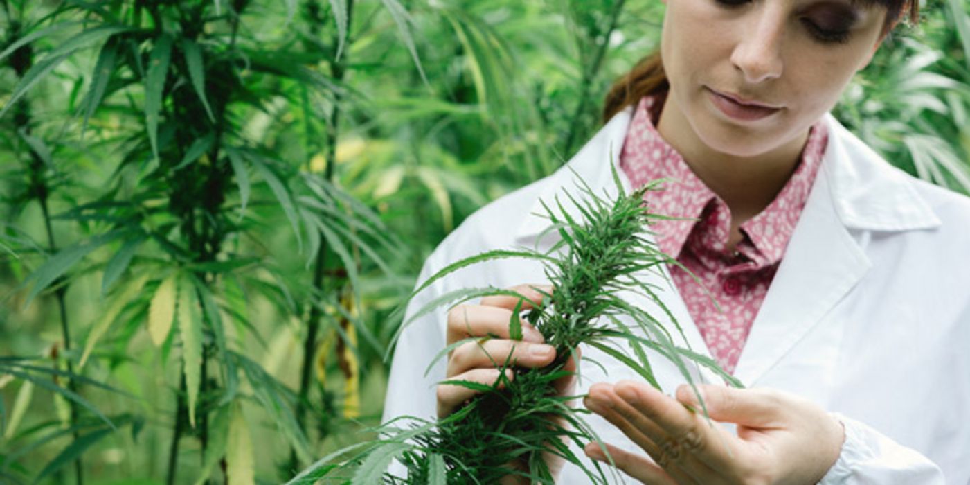 Bisher kann in Deutschland noch kein medizinisches Cannabis angebaut werden.