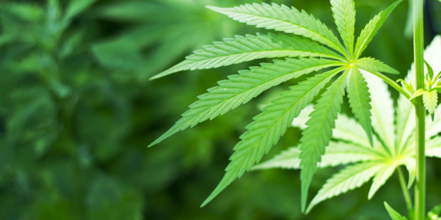 Blätter einer Cannabis-Pflanze