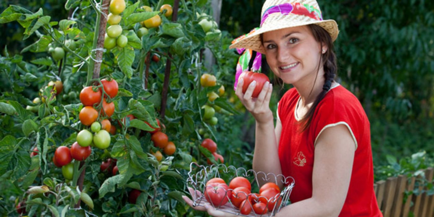 Frau mit frisch geernteten Tomaten aus dem eigenen Garten.