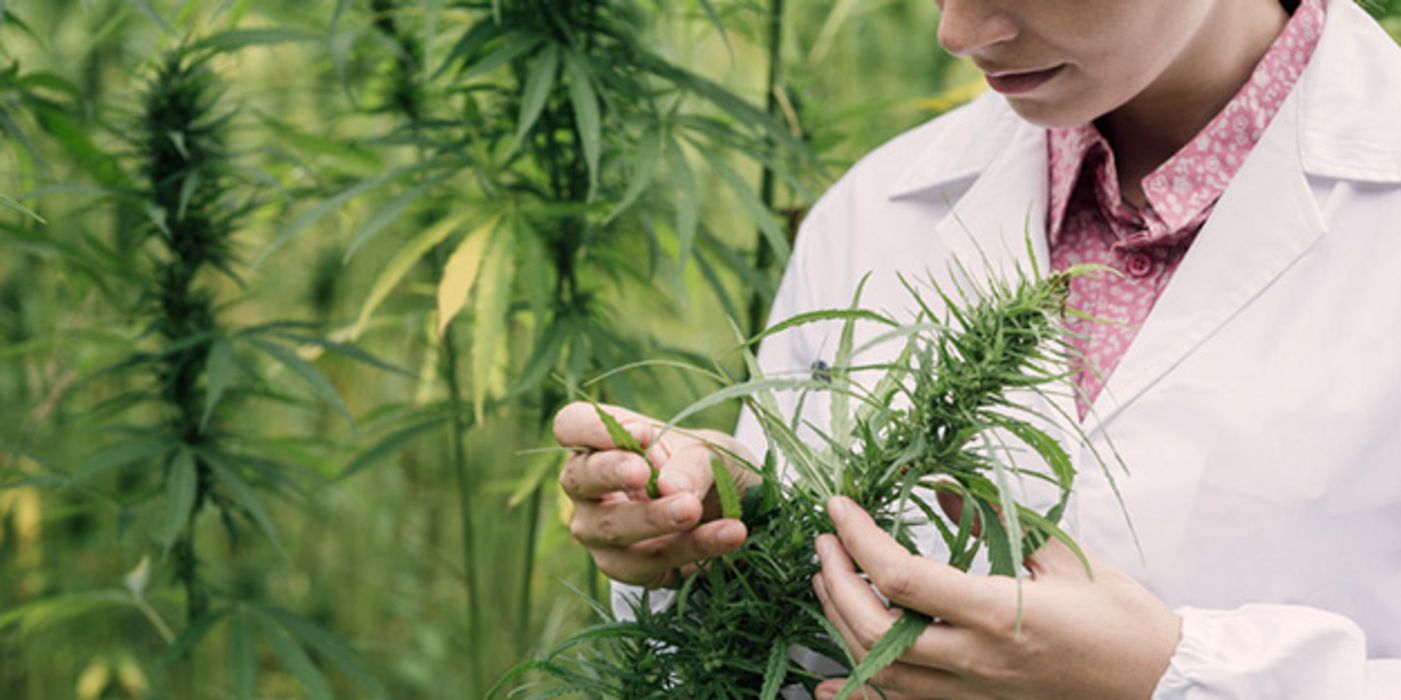 Bald sollen Patienten getrocknete Cannabisblüten und -extrakt auf Rezept in der Apotheke erhalten können.