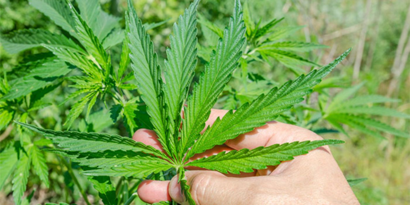 In Deutschland überwacht künftig eine Cannabisagentur den Anbau von Medizinalhanf.