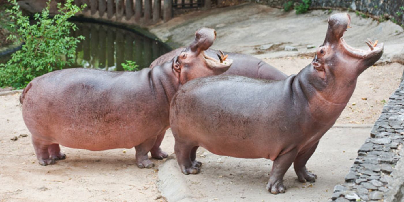 Zwei brüllende Nilpferde im Zoo.