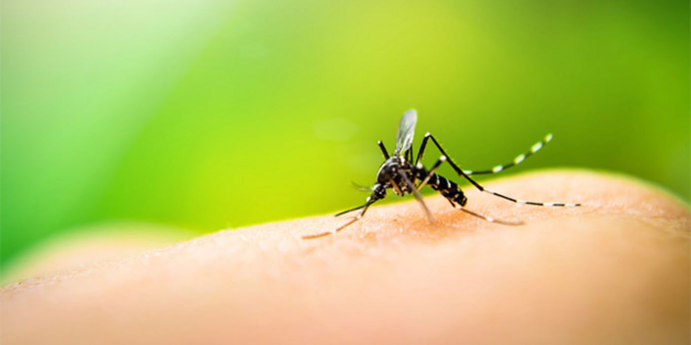 Einige Mücken haben sich auf den menschlichen Geruch spezialisiert.