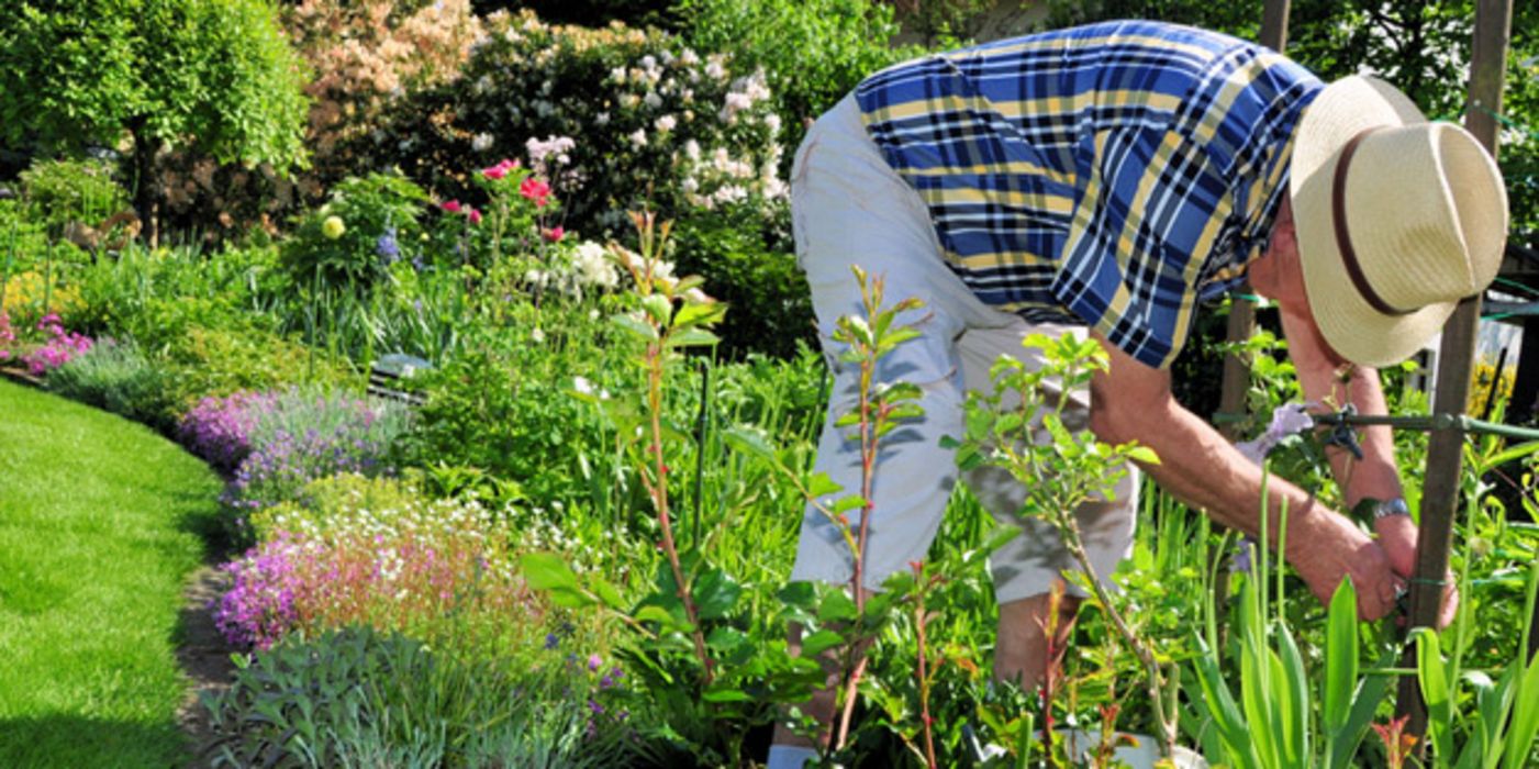 Senior im blauweißen Sommerhemd mit Strohhut gebückt bie der Gartenarbeit
