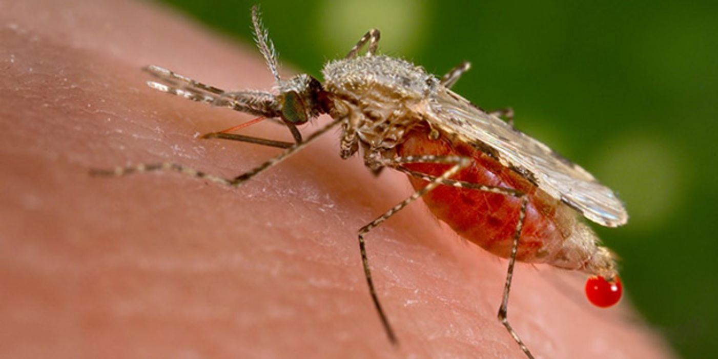 Ein neuer Impfstoff gegen Malaria überzeugt.