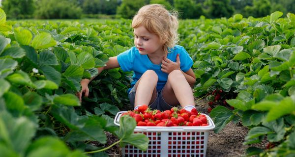 Kind, sitzt in einem Erdbeerfeld vor einem großen Korb mit Erdbeeren.