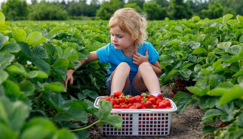 Kind, sitzt in einem Erdbeerfeld vor einem großen Korb mit Erdbeeren.