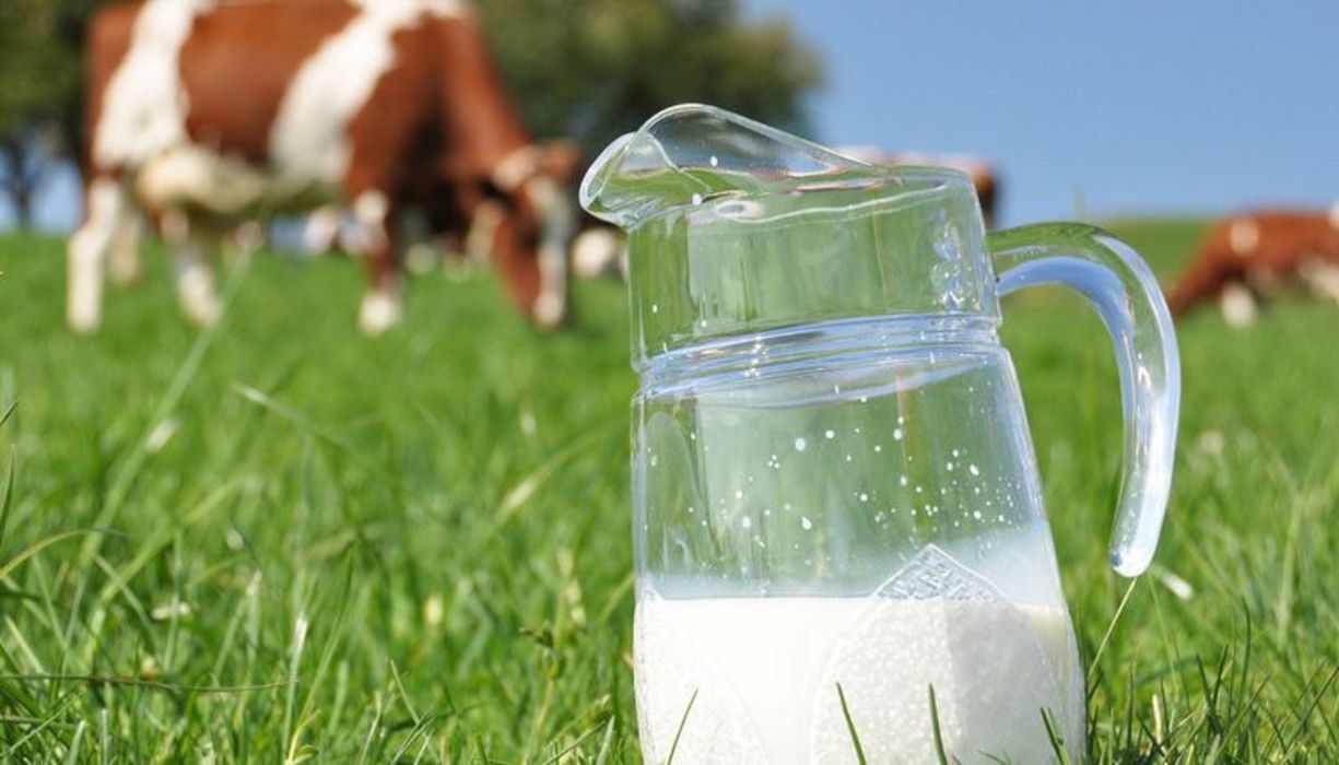 Milch ist nicht so ungesund wie ihr Ruf.