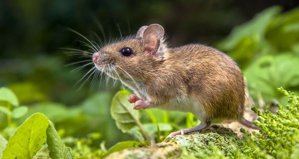 Braune Maus im Wald