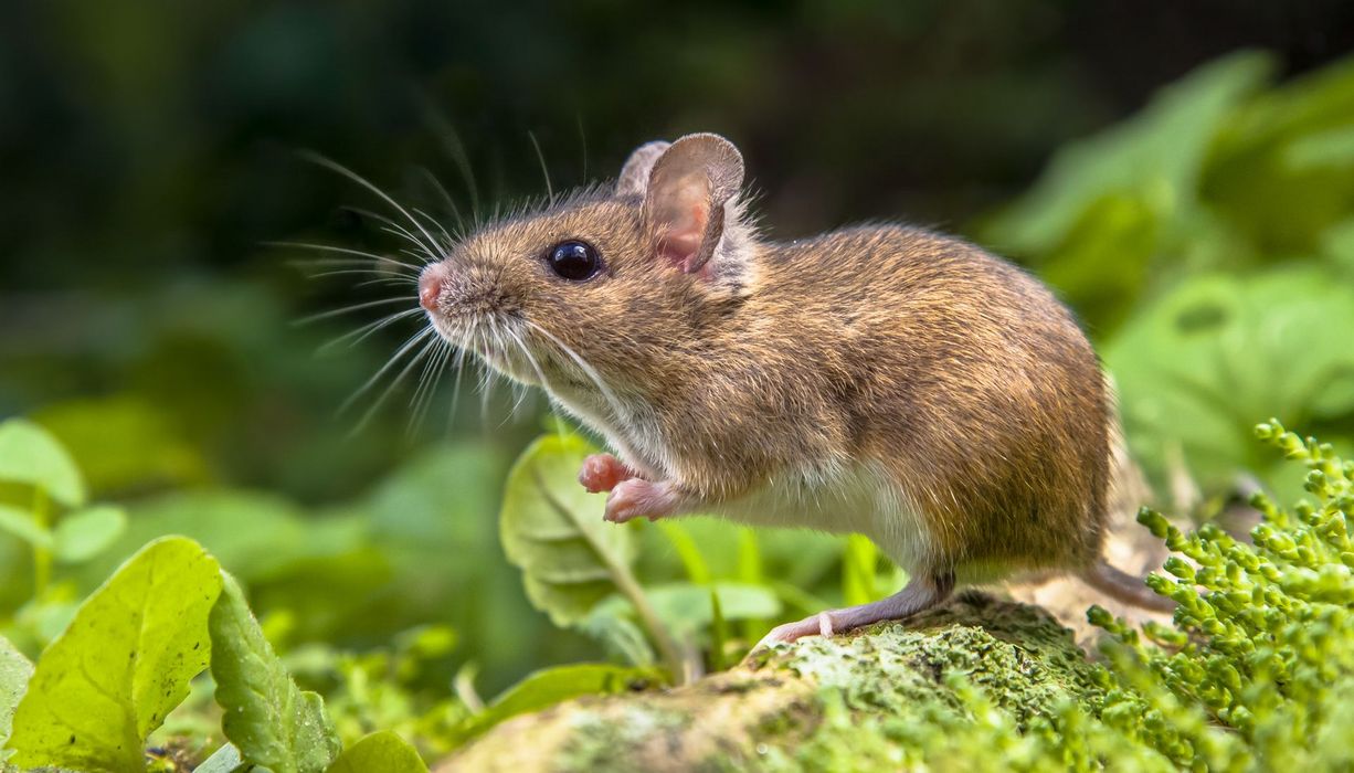 Braune Maus im Wald