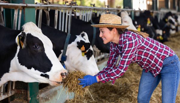 Neuer Therapieansatz bei allergischem Asthma: Stallstaub-Extrakt