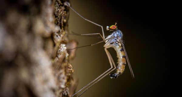 Anopheles-Mücken