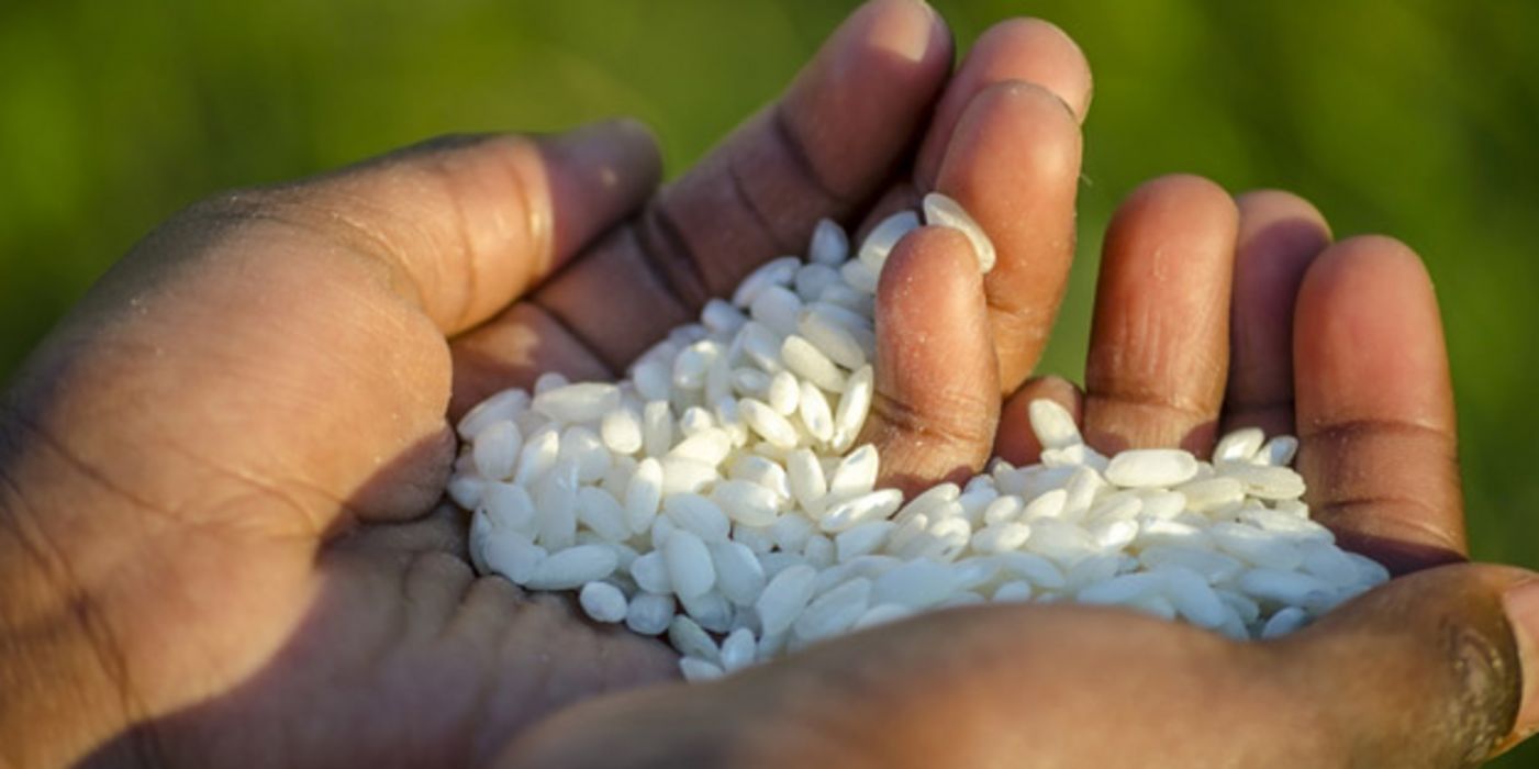 Forscher haben eine besonders nährstoffhaltige Reissorte entwickelt.