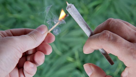 Großaufnahme Hände: links brennendes Streichholz, rechts Joint, der gerade angezündet werden soll. Im Hintergrund Cannabispflanzen