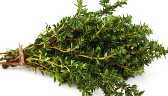 Bündel Thymian