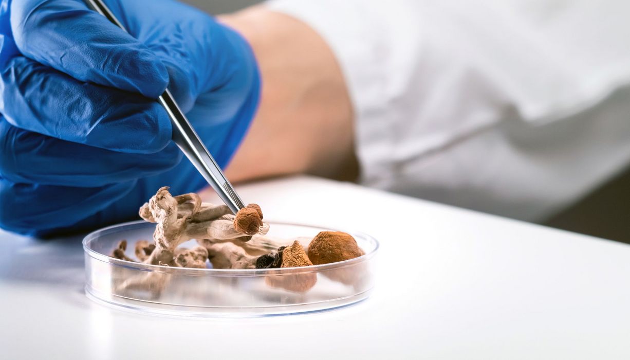 Magic Mushrooms werden in Petrischale von Forscher, der Handschuhe trägt, verarbeitet
