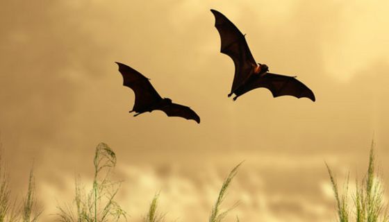 Ein neues, SARS-ähnliches Virus bei Fledermäusen könnte auch Menschen infizieren. 