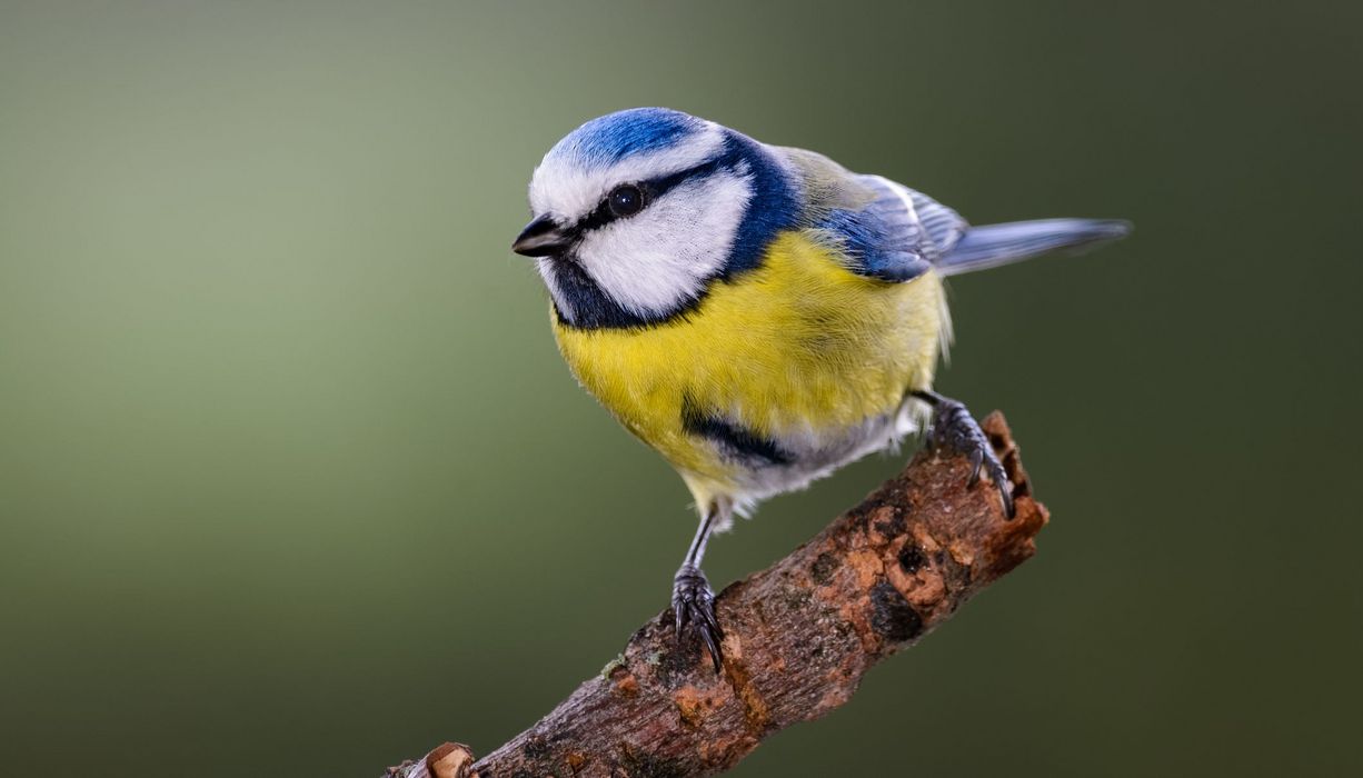 Blaumeise, sitzt auf einem Ast.