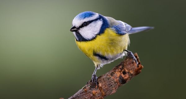 Blaumeise, sitzt auf einem Ast.