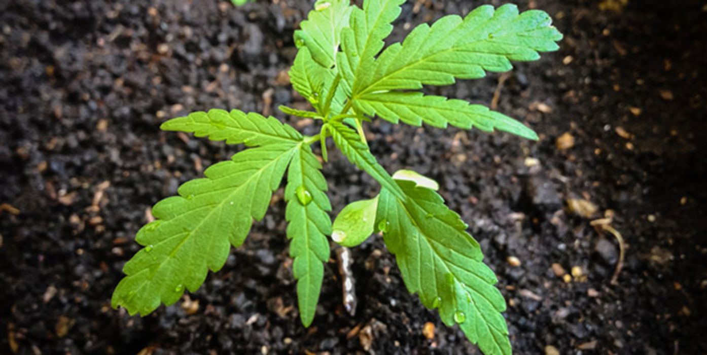 Cannabis kehrt die Hirnalterung bei Mäusen um.