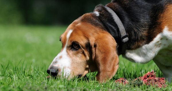 Schnüffelnder Hund; Herzschwäche, Sensor