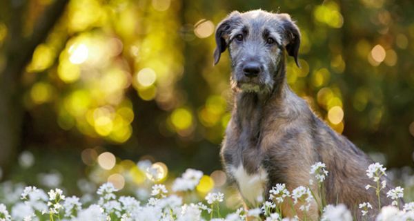 Trauriger Hund auf einer Wiese blickt in die Kamera, im Hintergrund geht die Sonne hinter Bäumen unter