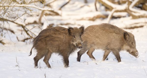 Wildschweine in Osteuropa tragen ein gefährliches Virus in sich. Experten vermuten, dass es sich auch nach Deutschland ausbreiten wird.