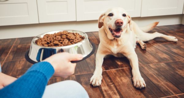 Manche Hundebesitzer würden die Kost ihres Vierbeiners gern auf vegan umstellen. 