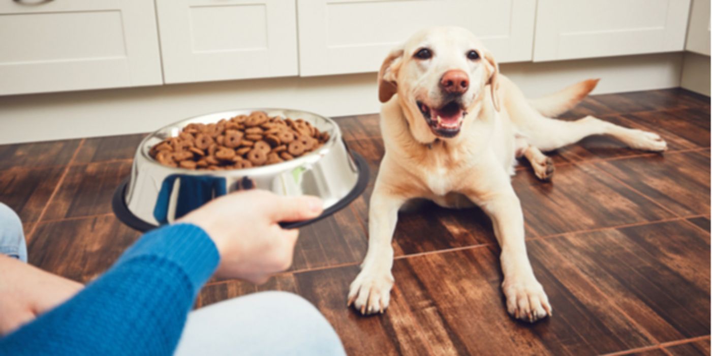 Manche Hundebesitzer würden die Kost ihres Vierbeiners gern auf vegan umstellen. 