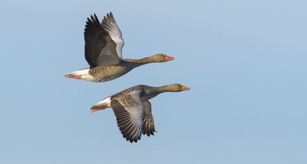 Zwei fliegende Graugänse