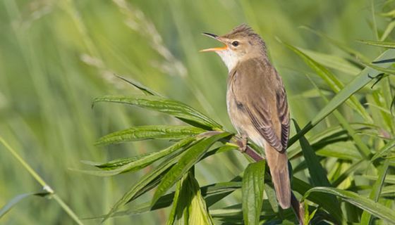 Zugvögel könnten ein Tropenvirus einschleppen.