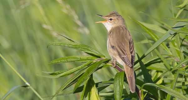 Zugvögel könnten ein Tropenvirus einschleppen.