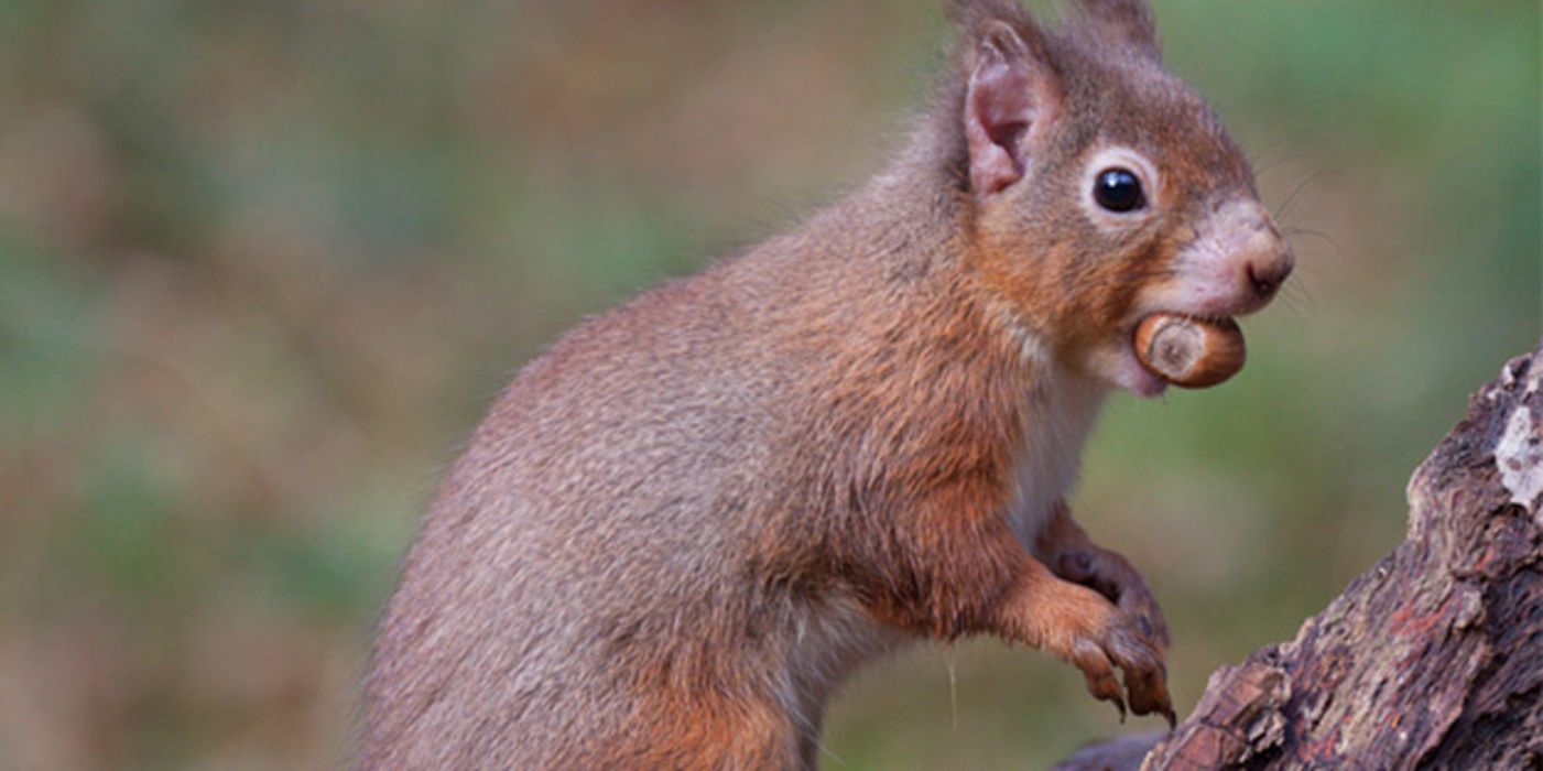 Auf den britischen Inseln konnten Forscher Lepra-Erreger in Eichhörnchen nachweisen.