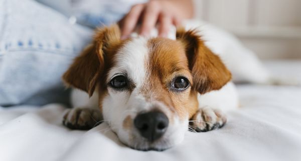 Hund, liegt auf einem Bett und wird am Kopf gekrault.