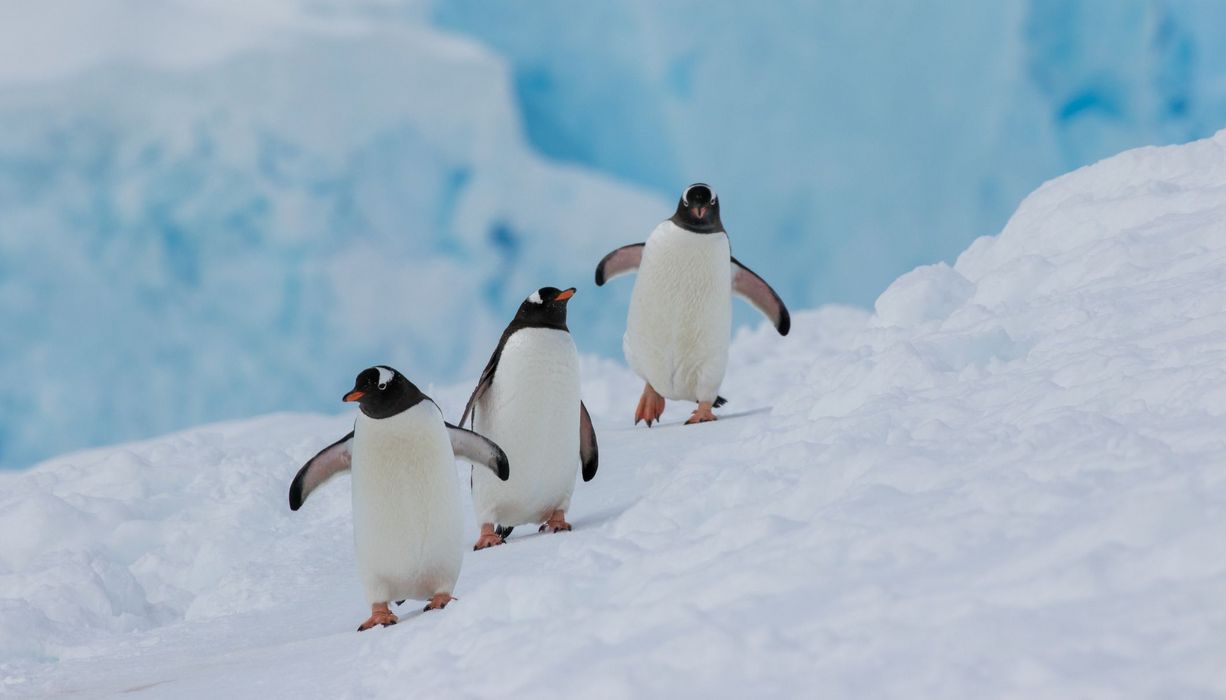 Pinguine, watscheln hintereinander her.