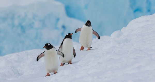 Pinguine, watscheln hintereinander her.