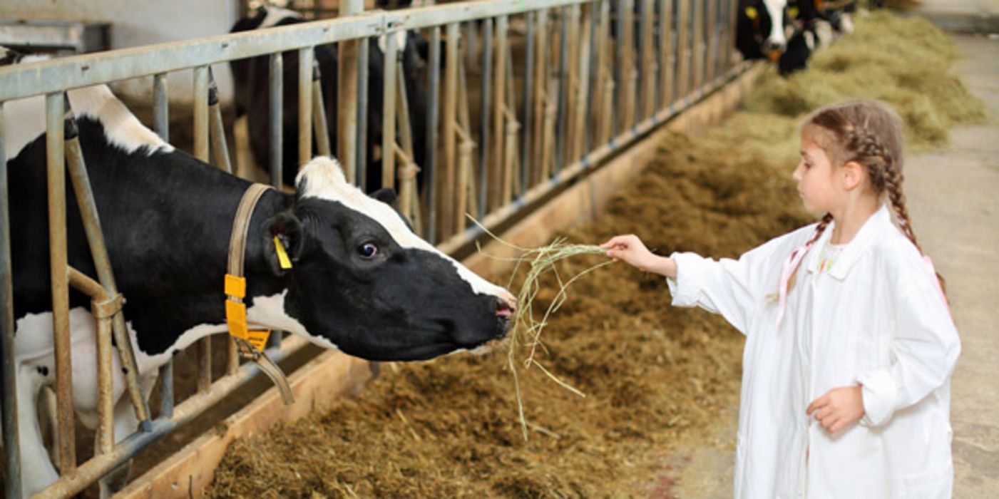 In einem Stall füttert ein kleines Mädchen eine Kuh mit Heu
