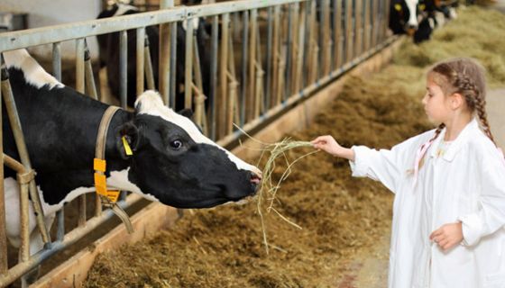 In einem Stall füttert ein kleines Mädchen eine Kuh mit Heu