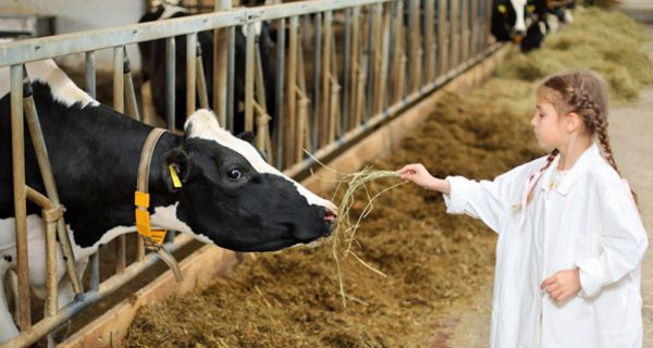 In einem Stall füttert ein kleines Mädchen eine Kuh mit Heu