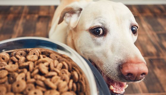 Hund vor einem Napf mit Trockenfutter.
