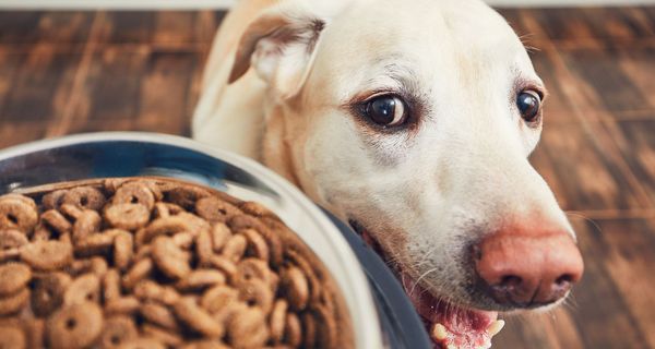 Hund vor einem Napf mit Trockenfutter.