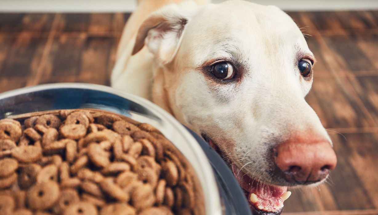 Hund vor einem Napf mit Trockenfutter.