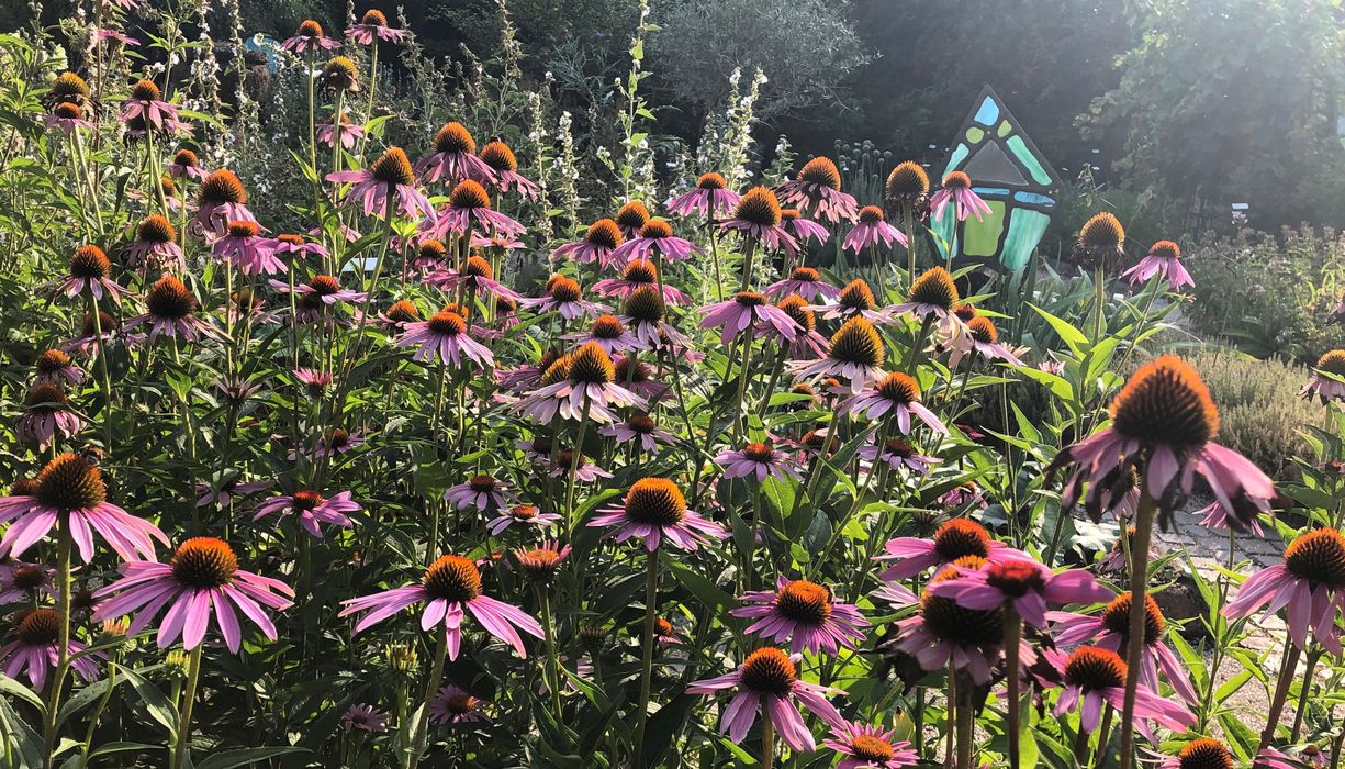 Echinacea purpurea in Blüte