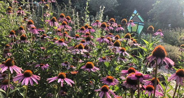 Echinacea purpurea in Blüte