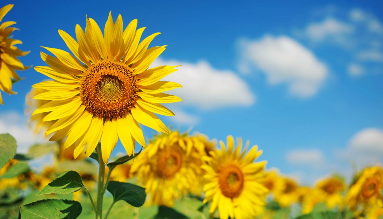 Sonnenblume in einem Feld.