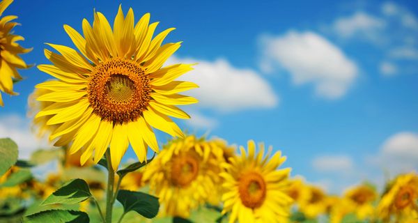 Sonnenblume in einem Feld.