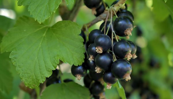 Schon 75 Gramm schwarze Johannisbeeren könnten Blutzuckerspitzen nach dem Essen bremsen