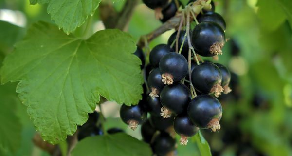 Schwarze Johannisbeeren mit grünen Blättern.